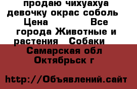 продаю чихуахуа девочку,окрас соболь › Цена ­ 25 000 - Все города Животные и растения » Собаки   . Самарская обл.,Октябрьск г.